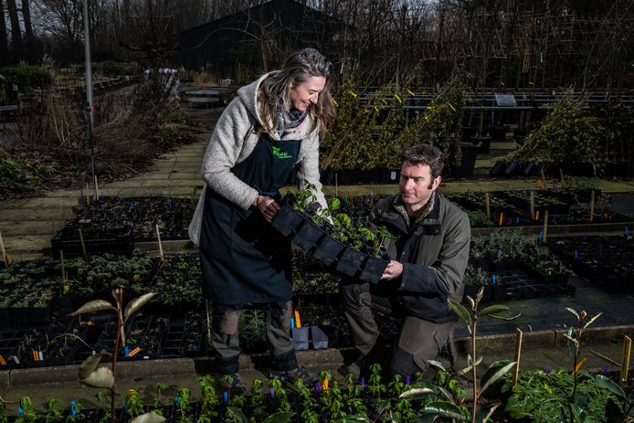 Brendan Adams en Evelien van Adrichem hebben voor hun bedrijf Holsto Tuinen het Skal-certificaat gekregen. Dat betekent dat ze erkend zijn om hun biologische producten.