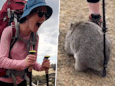 Wombat met jeuk komt twerken tegen wandelstok