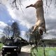 Na negentien jaar uitspraak in MKZ-zaak Kootwijkerbroek: de Staat heeft dieren terecht geruimd