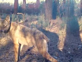 “We gaan ook August kwijtspelen”: natuurverenigingen eisen jachtverbod in wolvengebied