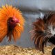 Voor het eerst wet voor dierenwelzijn op Cuba, maar hanengevechten en dierenoffers mogen nog wel