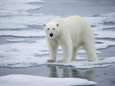 Frost, meest bekende ijsbeer ter wereld, overleden: “Verdronken nadat ze werd opgejaagd door dronken groep mensen”
