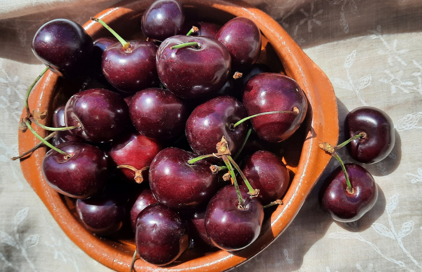 Dit is de kracht van kersen van Nederlandse bodem 'Ze zijn uitzonderlijk goed dit jaar’ Foto
