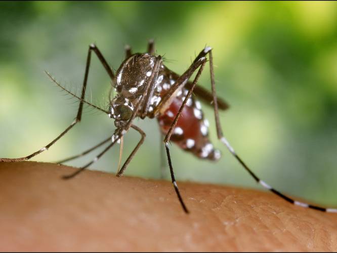 Zo houd je de muggen van je lijf: alle tips van onze lezers