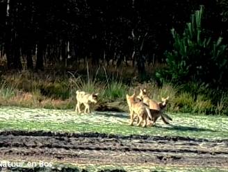 Geen spoor van Limburgse wolf: "Vergiftiging is een optie”