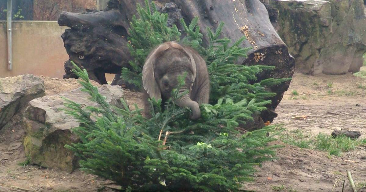 Ho ho holifant! Bumi viert eerste kerst in Ouwehands Dierenpark