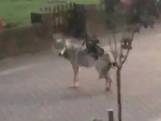 Yara (19) filmt een wolf in haar straat in Ermelo