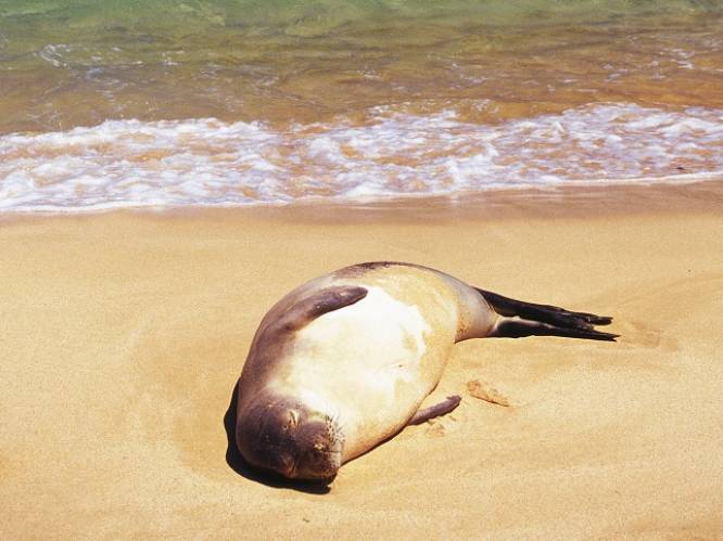 Zeehond doodgeschoten op strand nabij Calais