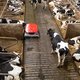 Gaat dit stalsysteem de stikstofcrisis oplossen?