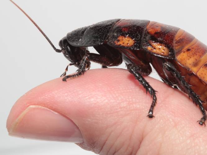 Zijn kakkerlakken binnenkort onoverwinnelijk?