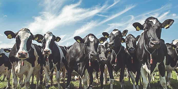 Het aantal veehouderijen in Meierijstad neemt snel af.