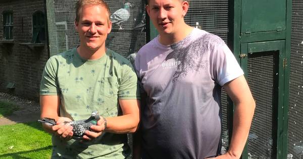 Sibculose postduif is met 143 km/u de snelste van Nederland - Tubantia