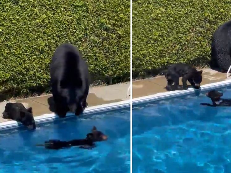 Berenfamilie neemt duik tijdens hittegolf Canada