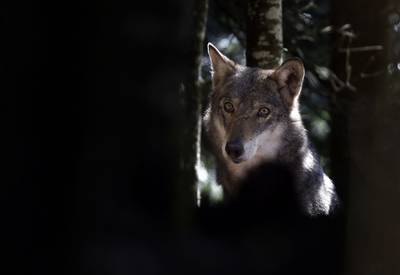La commune d'Oudsbergen autorise une marche contre la présence de loups