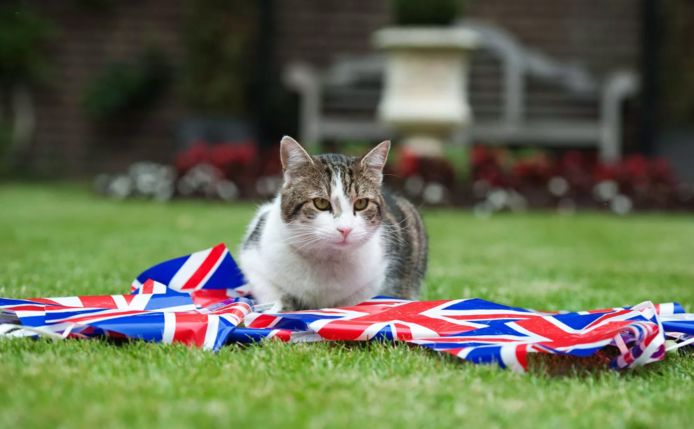 Larry de kat, Chief Mouser van Downing Street.