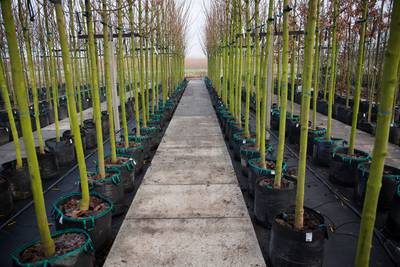 Boomkweker verhuist: ruimte voor vijf extra huizen in Opheusden