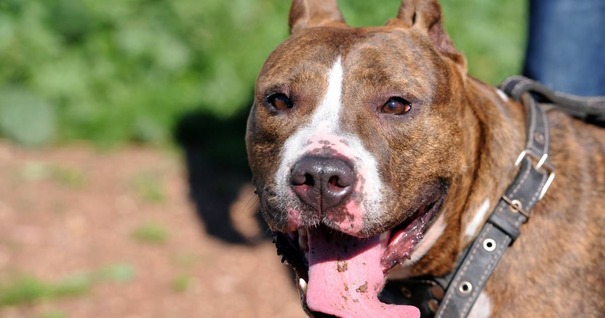Hond Met Gecoupeerde Oren Of Staart Waarschuw De Gemeente Rotterdam Ad Nl