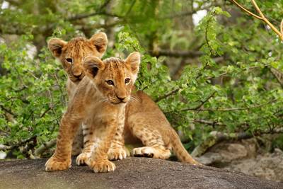 Dierentuin doodt negen leeuwtjes: 'Ze konden nergens anders heen'