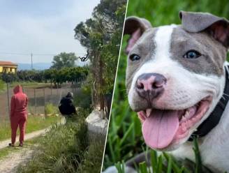 Twee pitbulls bijten peuter dood in Italië