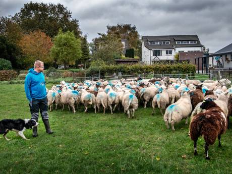 Boeren bewaken hun schapen vanwege mogelijke wolf die Nijmegen nadert: ‘De stress slaat toe’
