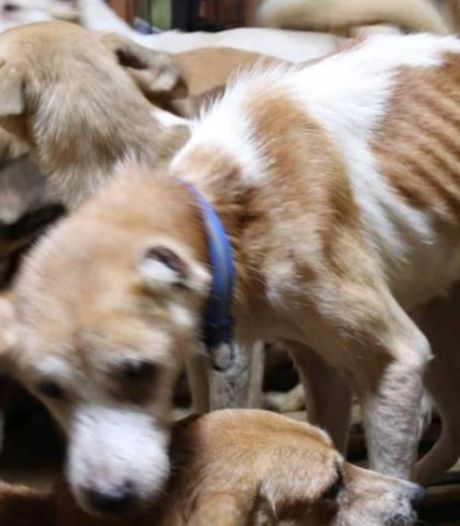Japanse autoriteiten vinden 164 honden in klein huisje gepropt