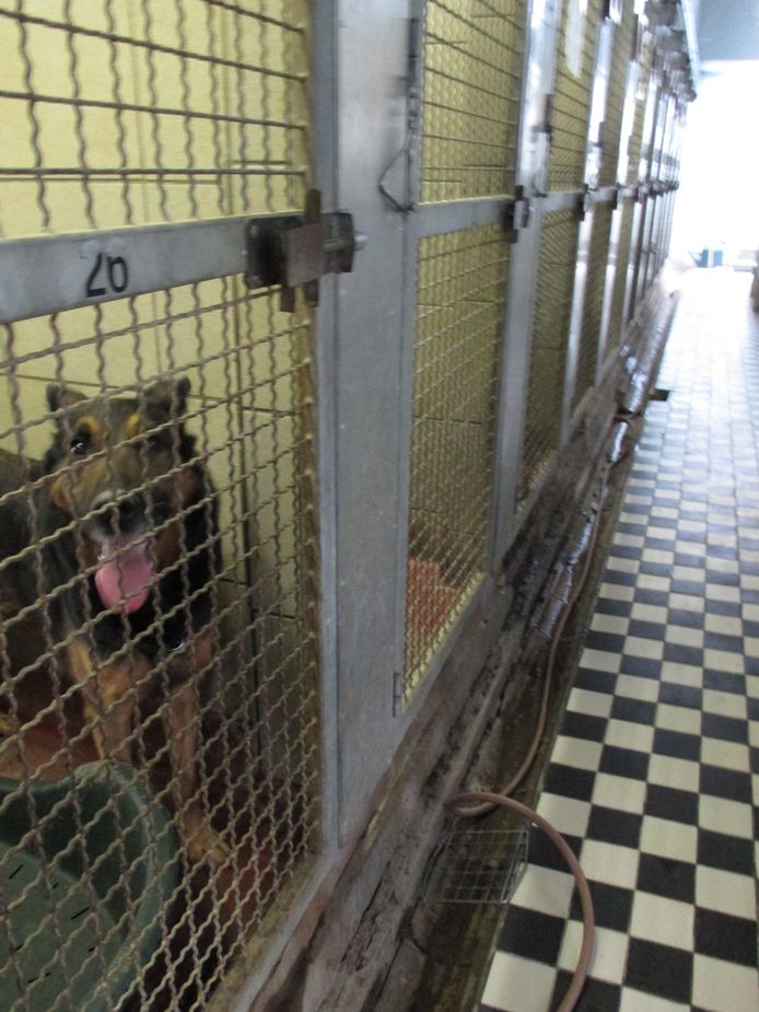De kennels in de gang, waar vroeger de honden zaten, blijven voorlopig  behouden