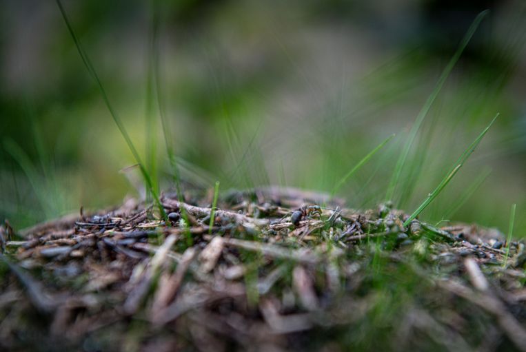 null Beeld Koen Verheijden