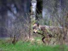 Un loup retrouvé mort en province d’Anvers