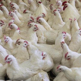 Ophokplicht voor pluimvee heringevoerd wegens risico vogelgriep