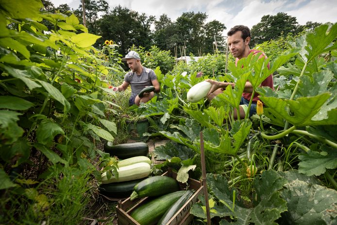 Erik Horstman (rechts)  en Hunter Calder  hebben een prachtige oogst van allerlei groenten in hun moestuin.
