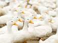 Un troisième élevage de canards touché par la grippe aviaire dans le Sud-Ouest