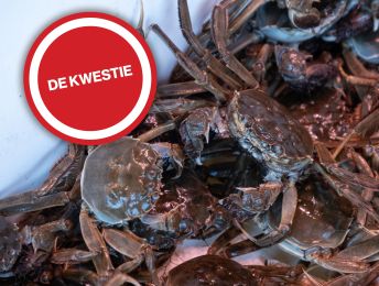 Vind jij dat krabben levend mogen worden verkocht (en gekookt) op de markt?
