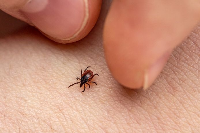 Lekker Wandelen In De Natuur? Pas Dan Goed Op Voor Tekenbeten | Rotterdam |  Ad.Nl