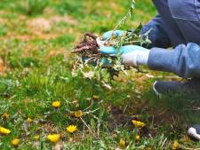 Brandnetels, paardenbloemen, haagwinde: welk onkruid haal je weg en wat laat je staan?