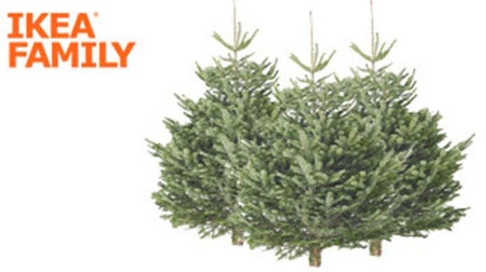 voorraad Distributie Onvervangbaar Kerstboomkwekers in de clinch met Ikea: “Meubelgigant vervuilt de markt in  België” | Geld | hln.be
