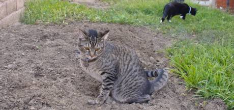 Schijtbeest Dit Kun Je Doen Tegen Kattenoverlast Wonen Ad Nl
