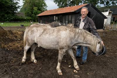 Een spiksplinternieuw ‘oud’ kippenhok, maar kippen? Die komen er niet in