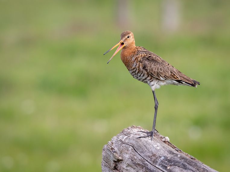 De grutto. Beeld Shutterstock
