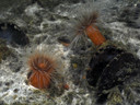 Veerse Meer