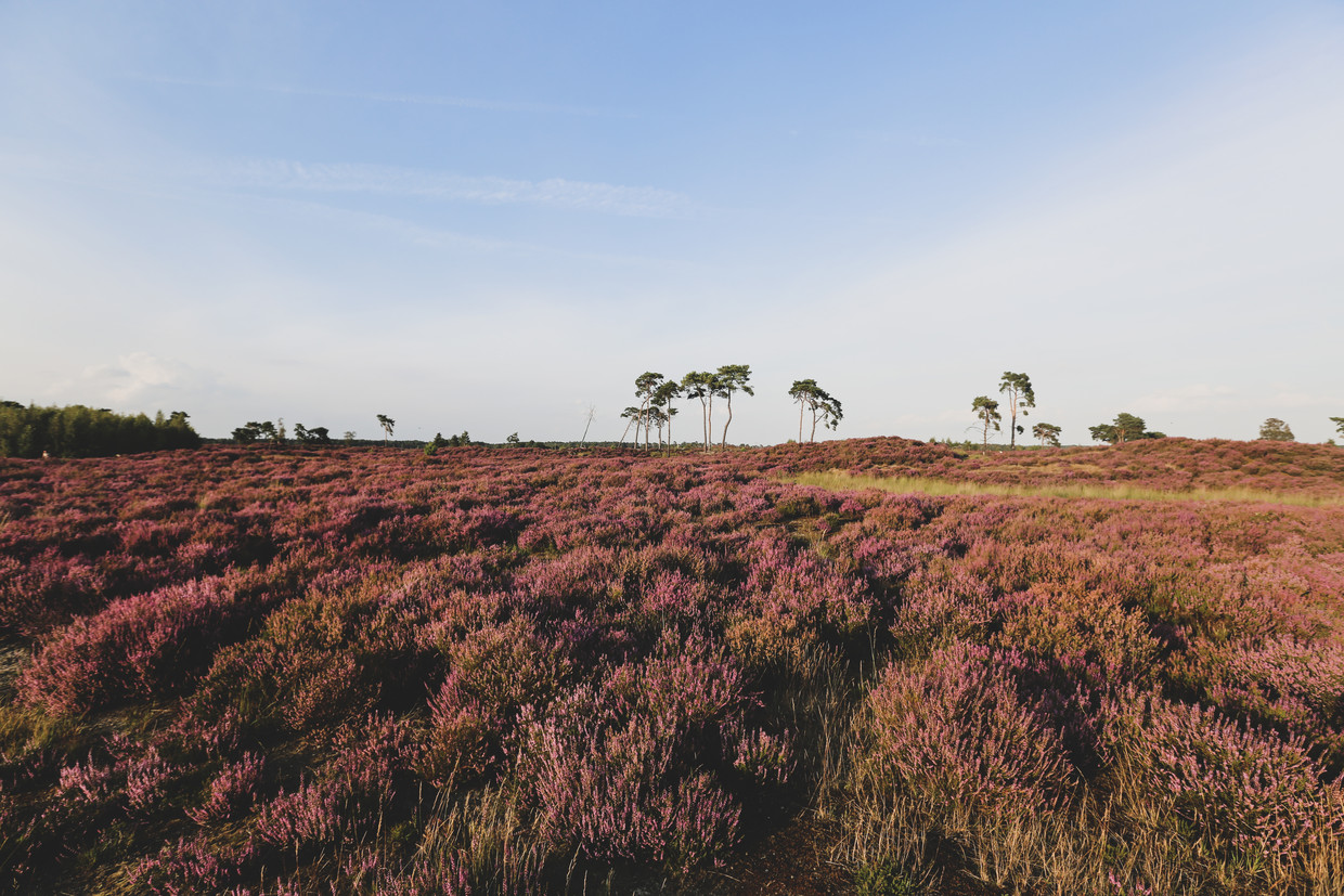 null Image Ines Goovaerts