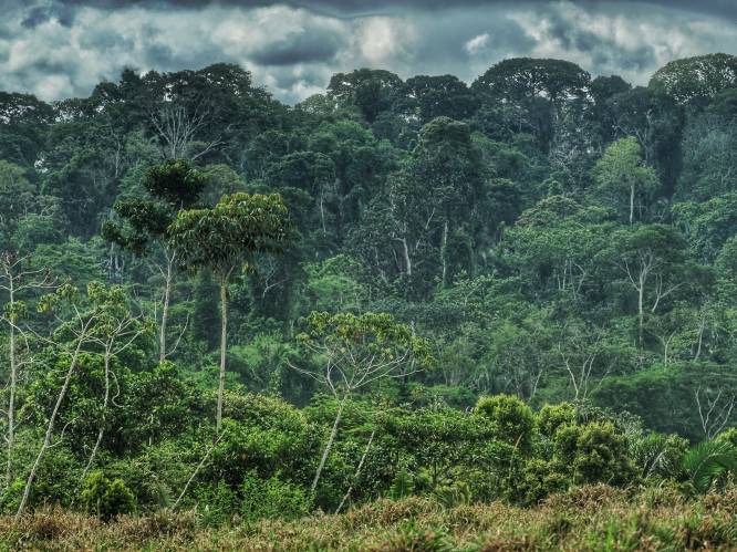 “Eén van de meest verontrustende gevolgen van klimaatverandering is al begonnen”: tropische bossen halen steeds minder koolstof uit de lucht