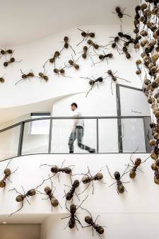 Il y a au moins 20 millions de milliards de fourmis sur Terre (et sans doute beaucoup plus)