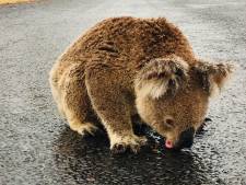 Uitgedroogde koala drinkt water van asfalt: ‘Hij was te dorstig en wilde niet weg’