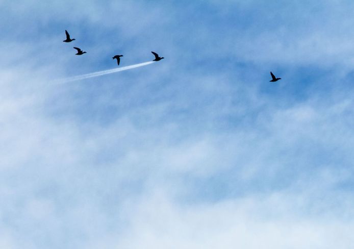 Comedy Wildlife Photography Awards