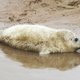 Vrouw wordt aangevallen als ze jongens wil tegenhouden die babyzeehond mishandelen