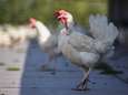 Vogelgriep duikt weer op: "Ik dring nog eens bij iedereen aan op waakzaamheid"