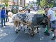 De traditionele prijskampen van rundvee en paarden ontbraken ook dit jaar niet.