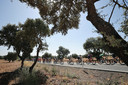 Het peloton in actie tijdens de dertiende etappe van de Ronde van Spanje.