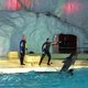 India in de bres voor dolfijnen: shows voortaan verboden