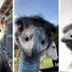 Meisje en haar opdringerige emoe Emmanuel veroveren het wereldwijde web
